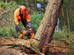 Best Lot and Land Clearing  in Wimauma, FL