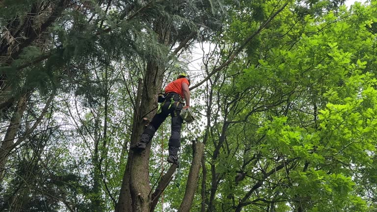 Best Tree and Shrub Care  in Wimauma, FL