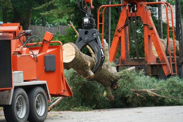 Best Tree Maintenance Programs  in Wimauma, FL